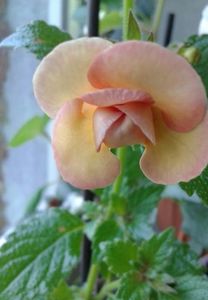 9- Peach Orchard
