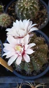 Gymnocalycium quehlianum