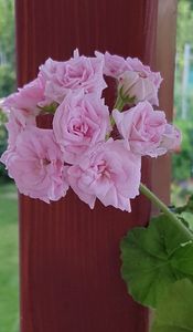 Millfield Rose