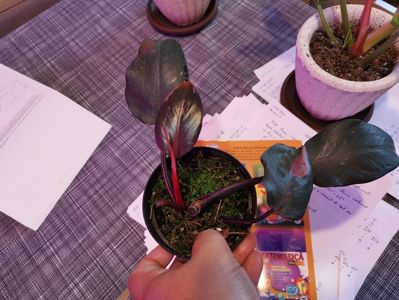 Philodendron Pink Princess 150