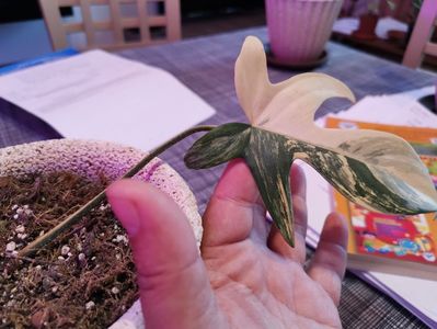 Philodendron Florida Beauty 300