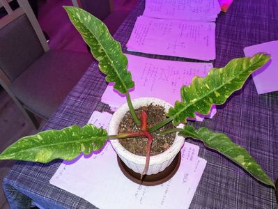 Philodendron Ring Of Fire 300