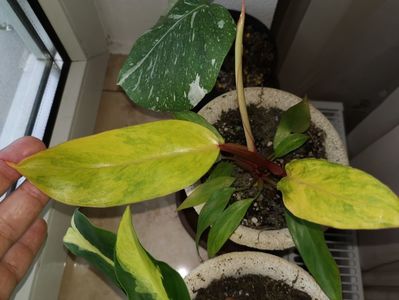 Philodendron Painted Lady 250