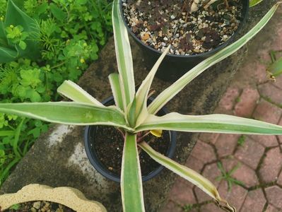 Agave angustifolia special variegata