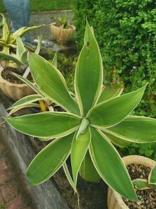 Agave Atenuata Ray of Light