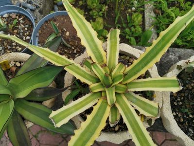 Agave xilocanta