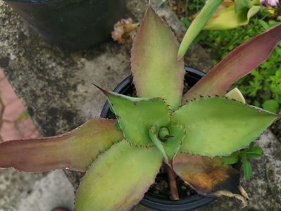 Agave cupreata