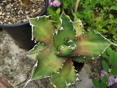 Agave titanota solar eclipse