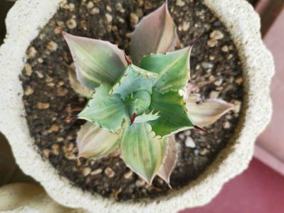 Agave isthmensis