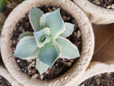 Agave potatorum bluewinds