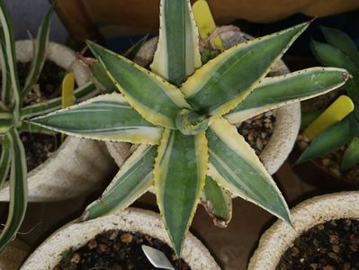 Agave Cornelius