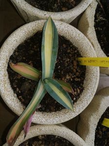 Agave murpheyi mediopicta