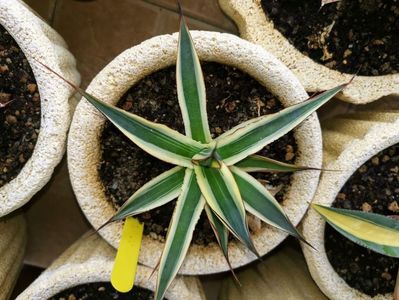 Agave Sun Glow