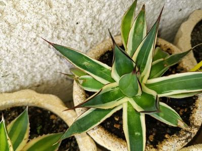 Agave Snow Glow