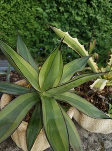 Agave