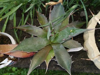 Agave parrasana