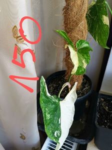 Syngonium Albo Variegata