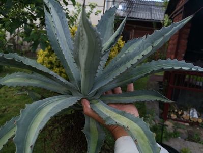 Agave protoamericana mediopicta lime