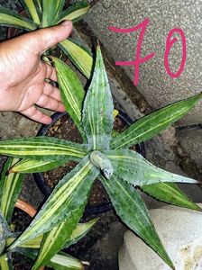 Agave americana striata