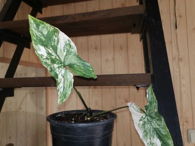 Syngonium Podophyllum Albo Variegata