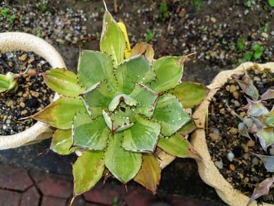 Agave kisshokhan