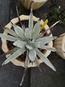 Agave macroacantha