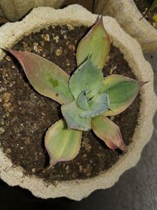 Agave potatorum