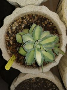 Agave kisshokhan