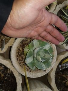 Agave isthmensis defrișări