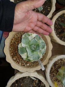 Agave isthmensis