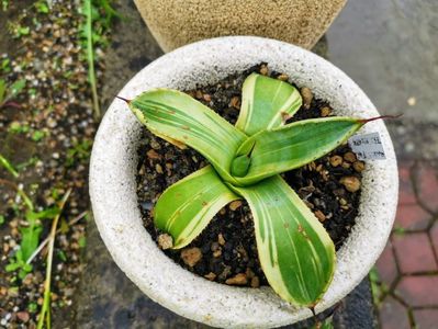 Agave parryi