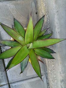 Agave romanii