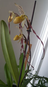 paphiopedilum "philippinense"