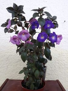 ...cu BriD s Luisa...