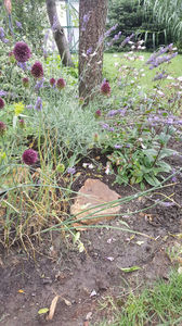 Allium sphaerocephalon