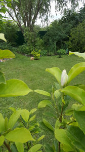 Magnolia x soulangeana; Magnolia? Iulie? Ce-o mai fi si asta?
