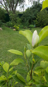 Magnolia x soulangeana