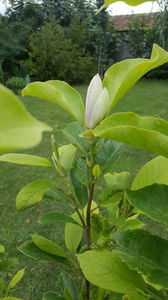 Magnolia x soulangeana