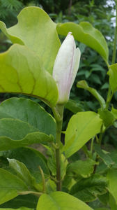 Magnolia x soulangeana