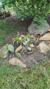 Opuntia spp hybrid