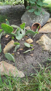 Opuntia spp hybrid