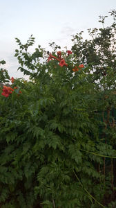 campsis radicans(luleaua turcului)