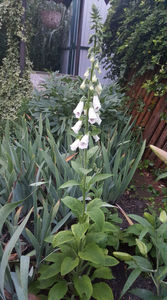 digitalis "Pams choice"