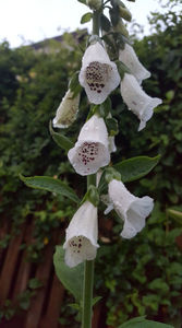 digitalis "Pams choice"