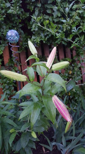 lilium orientale "Empoli"