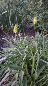 kniphofia uvaria "lemon"