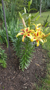lilium orientale "viva la vida"