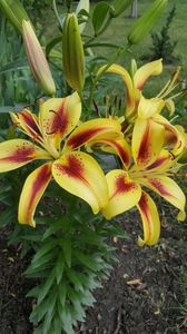 lilium orientale "viva la vida"