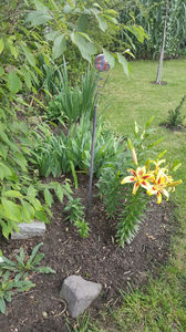 lilium orientale "viva la vida"