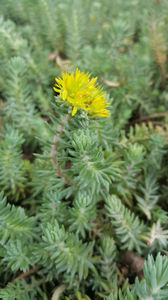 sedum rupestre